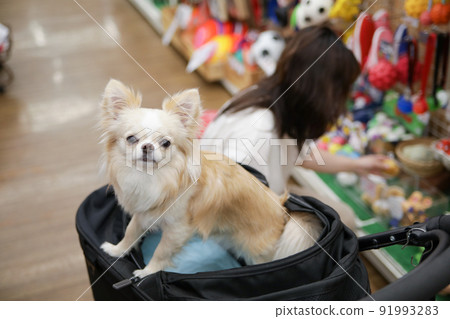 在寵物店購物的業主和購物車中的白色長外套吉娃娃 在寵物店購物的業主和購物車中的白色長外套吉娃娃 91993283