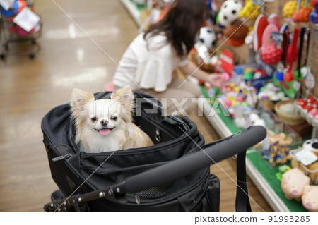 Owners shopping at pet stores and white long coat Chihuahuas in their carts Owners shopping at pet stores and white long coat Chihuahuas in their carts 91993285