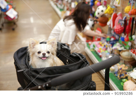 Owners shopping at pet stores and white long coat Chihuahuas in their carts 91993286