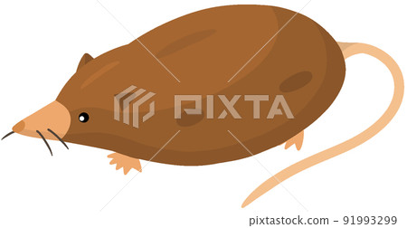 Aderobasireus 91993299