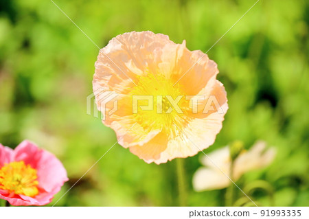 罌粟花 罌粟花 91993335