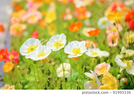 Poppy flowers 91993336