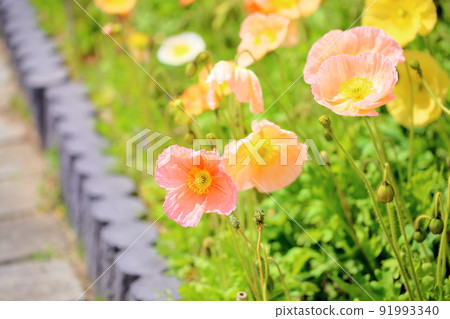 罌粟花 罌粟花 91993340