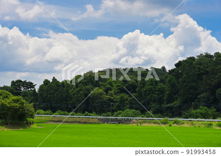 Summer rice fields and clouds Summer rice fields and clouds 91993458