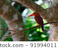 Ruddy Kingfisher, a member of the kingfisher that lives in the forest 91994011