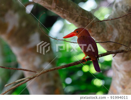 Ruddy Kingfisher, a member of the kingfisher that lives in the forest 91994011