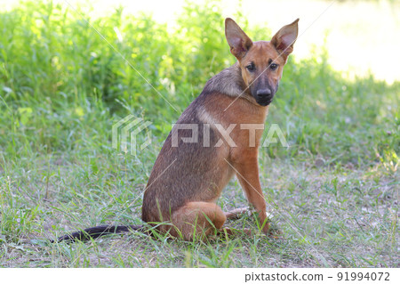 red big dog full body photo on green grass background red big dog full body photo on green grass background 91994072