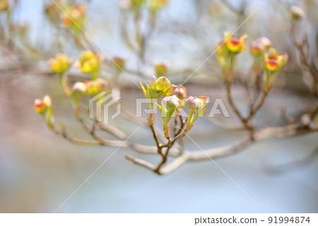 Dogwood flower bud Dogwood flower bud 91994874