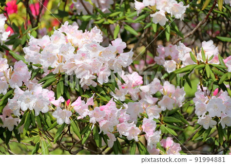 杜鵑花 杜鵑花 91994881