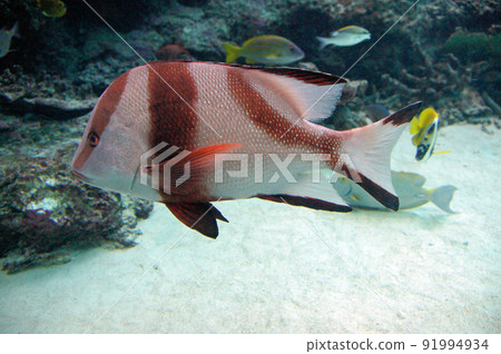 Sennen dai Sennen dai 91994934