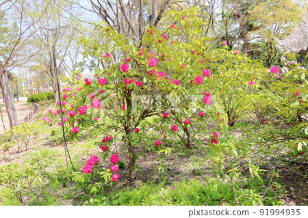 Rhododendron flower 91994935