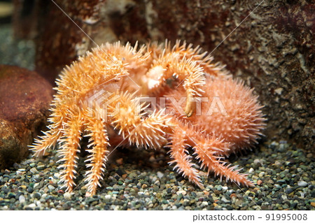 IGA小龍蝦 91995008