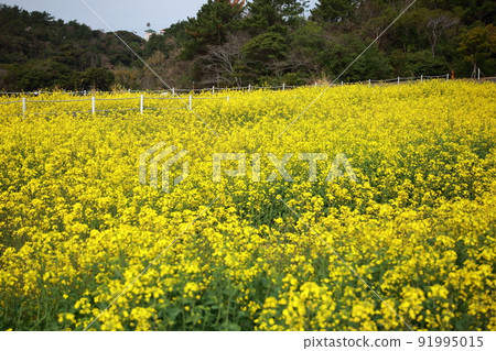 油菜花預示著春天 91995015