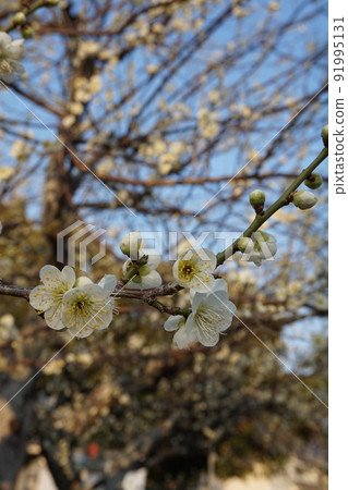 Plum blossom Plum blossom 91995131