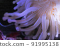 Sea anemone sea creature 91995138