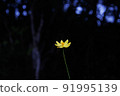 Yellow flower 91995139