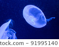 jellyfish  91995140