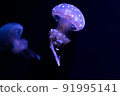 Jellyfish 91995141