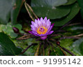 Water lily at noon 91995142