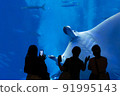 Manta ray in the aquarium 91995143