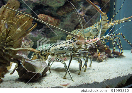 Goby shrimp 91995810