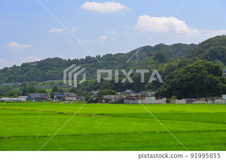 葉山島上的稻田 91995855