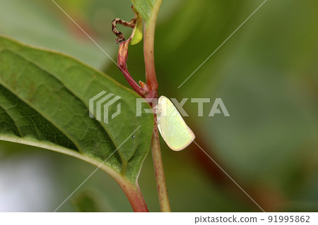 Aoi Bahagoromo 91995862