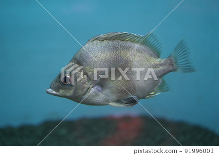 Tsubo Dai Tsubo Dai 91996001