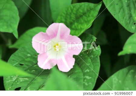 It's getting hotter and more beautifully blooming bindweed (daytime) It's getting hotter and more beautifully blooming bindweed (daytime) 91996007