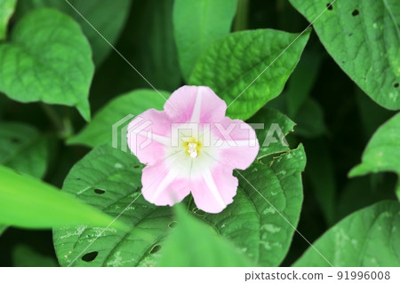 It's getting hotter and more beautifully blooming bindweed (daytime) It's getting hotter and more beautifully blooming bindweed (daytime) 91996008