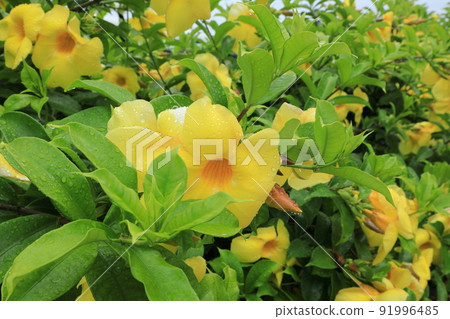 Ariake Kazura 91996485