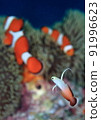 I wonder if I can become one someday! (Hatatatehaze longing for clown fish) 91996623