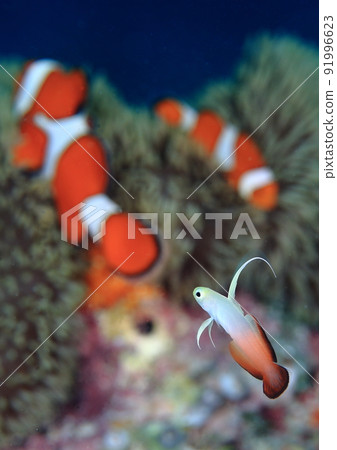 I wonder if I can become one someday! (Hatatatehaze longing for clown fish) I wonder if I can become one someday! (Hatatatehaze longing for clown fish) 91996623