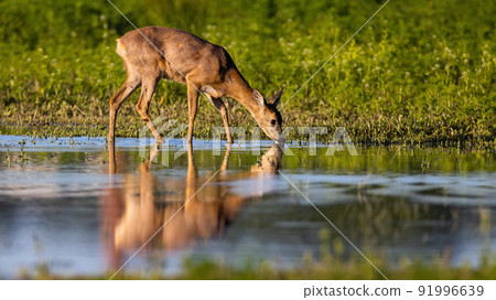 Roe deer drinking from splash with reflection in water Roe deer drinking from splash with reflection in water 91996639