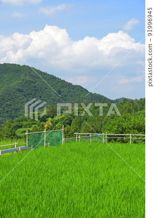 山中的奧恩稻田風光 山中的奧恩稻田風光 91996945