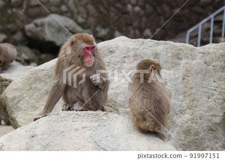 大分縣高崎山自然動物園的猴子群 91997151