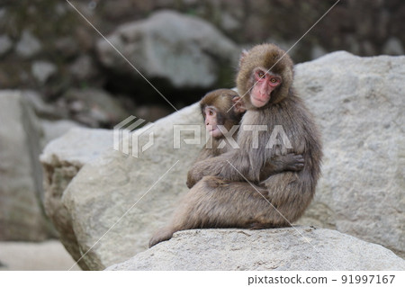 Flock of monkeys, Takasakiyama Natural Zoo, Oita Prefecture Flock of monkeys, Takasakiyama Natural Zoo, Oita Prefecture 91997167