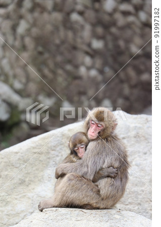 Flock of monkeys, Takasakiyama Natural Zoo, Oita Prefecture 91997182