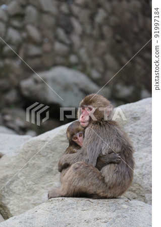 Flock of monkeys, Takasakiyama Natural Zoo, Oita Prefecture 91997184