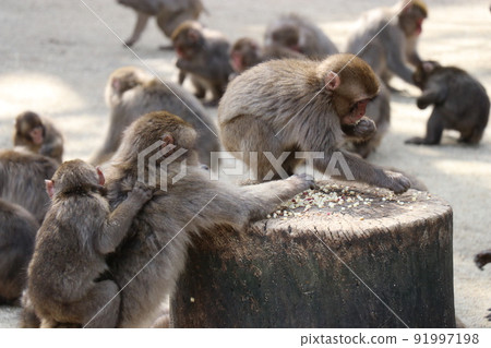 大分縣高崎山自然動物園的猴子群 91997198