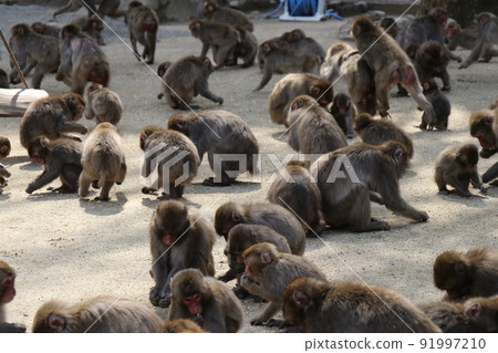 大分縣高崎山自然動物園的猴子群 大分縣高崎山自然動物園的猴子群 91997210