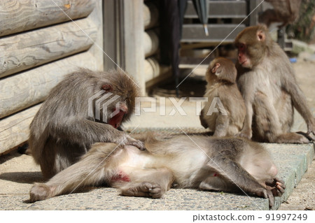 Flock of monkeys, Takasakiyama Natural Zoo, Oita Prefecture Flock of monkeys, Takasakiyama Natural Zoo, Oita Prefecture 91997249