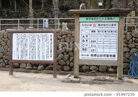 Flock of monkeys, Takasakiyama Natural Zoo, Oita Prefecture 91997250