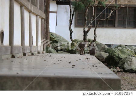 Flock of monkeys, Takasakiyama Natural Zoo, Oita Prefecture 91997254