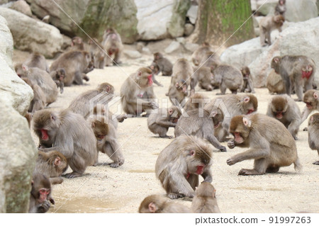 大分縣高崎山自然動物園的猴子群 大分縣高崎山自然動物園的猴子群 91997263