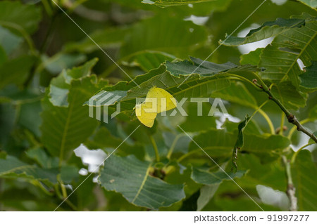 Geese Geese 91997277