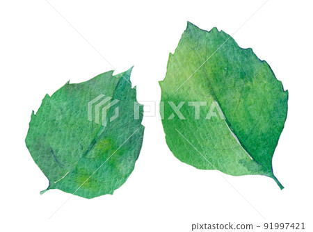紫蘇葉水彩插圖 91997421