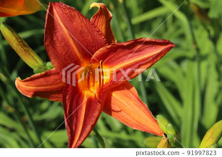Vermilion Hemerocallis flowers blooming in a Japanese park in early summer Vermilion Hemerocallis flowers blooming in a Japanese park in early summer 91997823