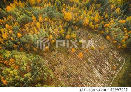 Aerial view of autumn yellow mixed deciduous and coniferous forest in deforestation area landscape. Top view of european nature from high attitude in autumn season. Drone view. Bird's eye view a 91997962