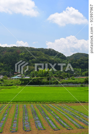 Hayamajima fields 91997967